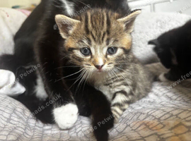Kittens 5 weeks old