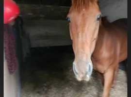Sole use yard wanted or offered livery