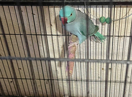 breeding pair Indian ringneck