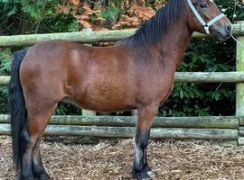 Section A 2 Year old Gelding