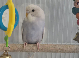 Baby budgies
