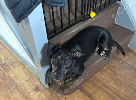 Puppy in need of rehoming