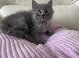 Male Ragdoll x Maine Coon Kitten