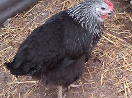 Coloured hybrids pullets 16to18 weeks