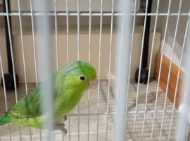 Baby parrotlet