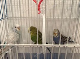 3 Budgies's for sale
