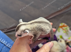 white face blonde 100% het leu ready 7th august