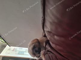 Stud shitzhu wants for a 2 year old female shitzhu