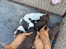 Sprocker puppies 5 girls 4 boys