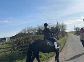 Looking for a field with stables
