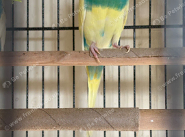 Budgies