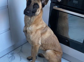 Belgian Malinois