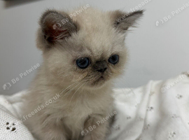 EXOTIC KITTENS