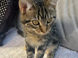 Going holiday and need a new home