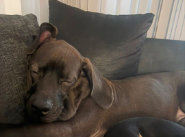 selling my 7 month puppy