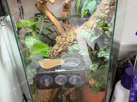 Giganterra HIVE L Gecko Vivarium Complete Setup - Plants, Vines, UVB & Heat Light