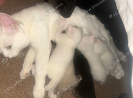 5 kittens