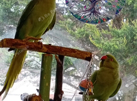 pair of IRNs