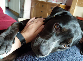 Labrador cross retriever