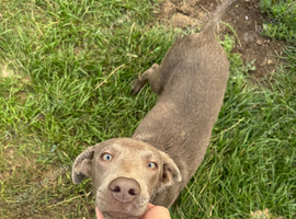 Labrador retriever