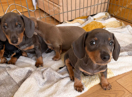 2 blue boy miniature dachshunds
