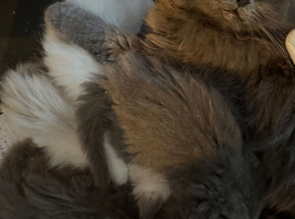 Gorgeous Ragdoll cross