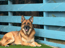 Loving Home Needed for German Shepherd Due to Family Circumstances&rdquo;
