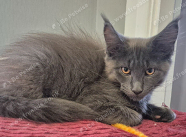 Maine Coon Boys available Glasgow
