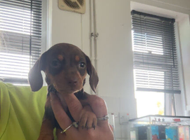 Mini dachshund puppys
