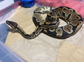 Royal python