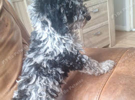 Miniature poodles 4 girls 1 boy