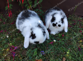 Purebred mini lop girls