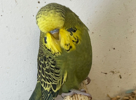 2026 budgies