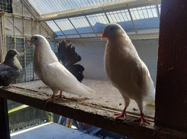 Fancy pigeons