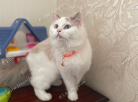 Ragdoll Kittens For Sale