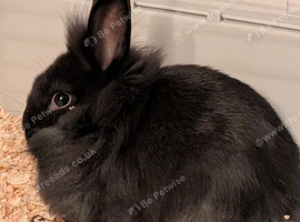 9 week old lionheads