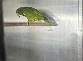 White fronted Amazon  male