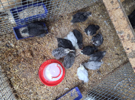 Pekin hen plus cock plus 12 chicks