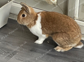 2 female rabbits 1 year old
