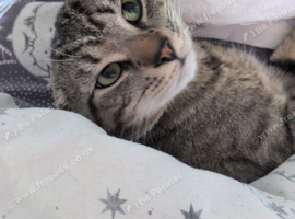 1 year old cat