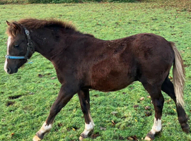 Registered Welsh Sec C colt foal*AVAILABLE NOW*