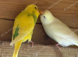 Beautiful Baby Budgies