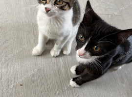 Edward and Mavis