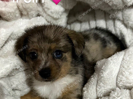 Dachshund x Pomeranian puppies