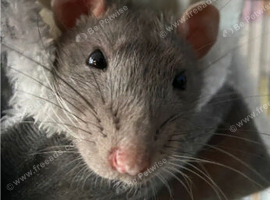 rats any type or colour