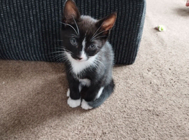 4 kittens for sale