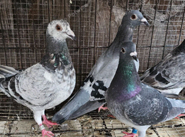 Racing pigeons for sale