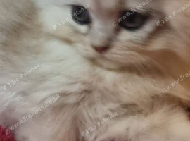 Attractive chinchilla Persian kittens