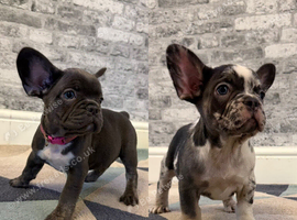 K.c French bulldog girls