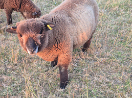 Pedigree Coloured Ryland ram looking for new home